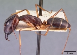  (Camponotus dufouri - CASENT0499536-D01)  @13 [ ] CreativeCommons - Attribution Non-Commercial No Derivatives (2011) Brian Fisher California Academy of Sciences