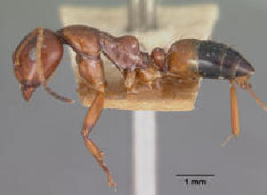  (Camponotus putatus - CASENT0114004-D01)  @13 [ ] CreativeCommons - Attribution Non-Commercial No Derivatives (2011) Brian Fisher California Academy of Sciences