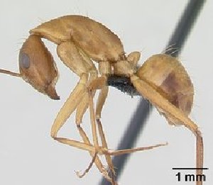  (Camponotus hova - CASENT0132420)  @13 [ ] Unspecified (default): All Rights Reserved  Unspecified Unspecified