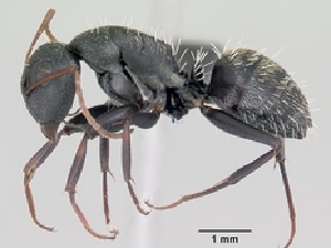  (Camponotus auropubens - CASENT0136583)  @13 [ ] Unspecified (default): All Rights Reserved  Unspecified Unspecified