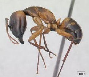  (Camponotus strangulatus - CASENT0134309)  @13 [ ] CreativeCommons - Attribution Non-Commercial No Derivatives (2011) Brian Fisher California Academy of Sciences