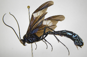  (Thyreodon maculipennisDHJ02 - INB0004106009)  @15 [ ] Copyright (2012) Ronald Zuniga Instituto Nacional de Biodiversidad, Costa Rica