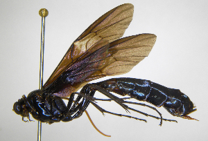  (Thyreodon maculipennis - INBIOCRI001660312)  @11 [ ] Copyright (2012) Ronald Zuniga Instituto Nacional de Biodiversidad, Costa Rica