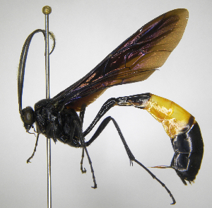  (Thyreodon laticinctus - INBIOCRI002368682)  @15 [ ] Copyright (2012) Ronald Zuniga Instituto Nacional de Biodiversidad, Costa Rica