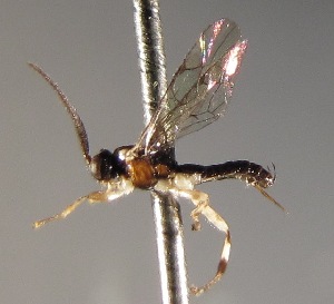  (Zatypota solanoiRZ16 - INB0003135580)  @12 [ ] Copyright (2010) Ronald Zuniga Unspecified