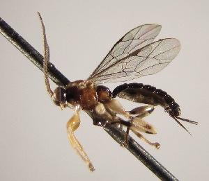  (Zatypota solanoiDHJ02 - INB0003139638)  @12 [ ] Copyright (2010) Ronald Zuniga Unspecified