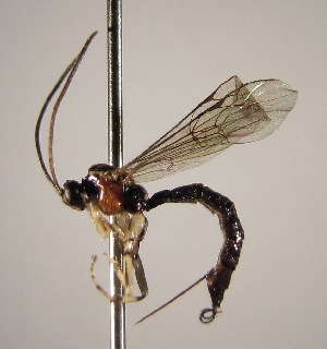  (Tromatobia zunigaiRZ12 - INB0003140265)  @14 [ ] Copyright (2010) Ronald Zuniga Unspecified