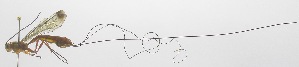  ( - INB0003141581)  @12 [ ] Copyright (2011) R. Zuniga INBio
