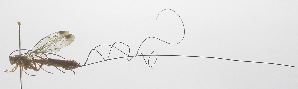  ( - INB0003475462)  @12 [ ] Copyright (2011) R. Zuniga INBio