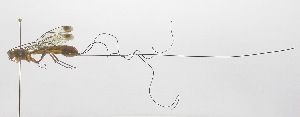  ( - INB0003475463)  @12 [ ] Copyright (2011) R. Zuniga INBio