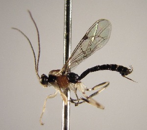  (Zatypota alborhombartaDHJ05 - INB0003731979)  @13 [ ] Copyright (2010) Ronald Zuniga Unspecified