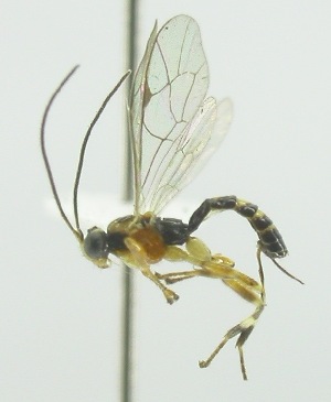  (Zatypota alborhombartaDHJ09 - INB0003815391)  @13 [ ] Copyright (2011) R. Zuniga INBio