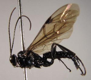  (Pimpla sedula - INB0003906548)  @14 [ ] Copyright (2010) Ronald Zuniga Unspecified