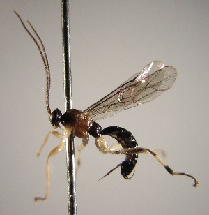  (Zatypota petronae - INB0003985412)  @13 [ ] Copyright (2010) Ronald Zuniga Unspecified