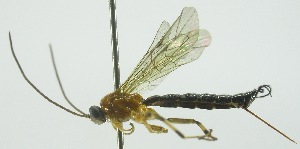  (Tromatobia carballoi - INB0004036228)  @13 [ ] Copyright (2011) R. Zuniga INBio