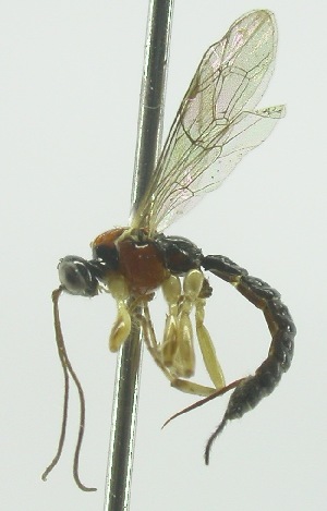  (Dreisbachia avivae - INB0004054905)  @12 [ ] Copyright (2011) R. Zuniga INBio