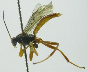  (Pimpla croceiventrisDHJ03 - INB0004252142)  @14 [ ] Copyright (2011) R. Zuniga INBio
