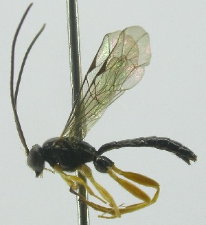  (Xanthopimpla auritaDHJ02 - INB0004276894)  @13 [ ] Copyright (2011) R. Zuniga INBio