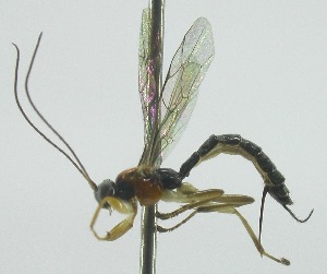  (Dreisbachia eberhardi - INB0004276924)  @12 [ ] Copyright (2011) R. Zuniga INBio