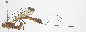  (Apechoneura nigricornis - INB0004284915)  @11 [ ] Copyright (2011) R. Zuniga INBio