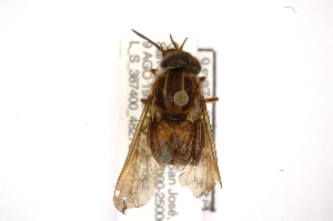  (Scione maculipennis - INB0003018982)  @15 [ ] Copyright (2012) M. Zumbado Instituto Nacional de Biodiversidad