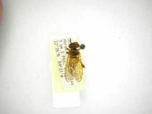  (Microdon tenuicaudus - INB0003029204)  @11 [ ] Copyright (2012) M. Zumbado Instituto Nacional de Biodiversidad