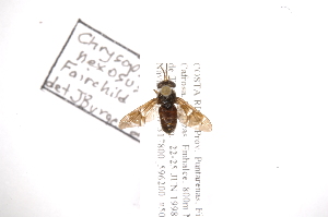  (Chrysops nexosus - INB0003045885)  @11 [ ] Copyright (2012) M. Zumbado Instituto Nacional de Biodiversidad