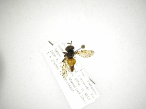  (Microdon MCR-24 - INB0003105747)  @11 [ ] Copyright (2012) M. Zumbado Instituto Nacional de Biodiversidad