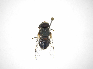  ( - INB0003119536)  @11 [ ] Copyright (2012) M. Zumbado Instituto Nacional de Biodiversidad