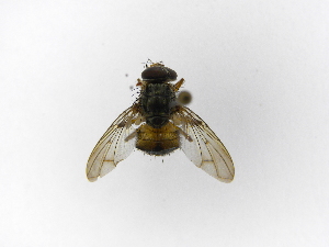  ( - INB0003155703)  @11 [ ] Copyright (2012) J. Vargas Instituto Nacional de Biodiversidad