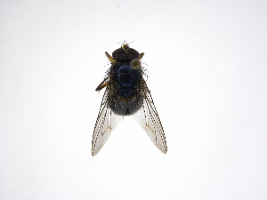  ( - INB0003304290)  @12 [ ] Copyright (2012) J. Vargas Instituto Nacional de Biodiversidad