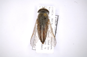  (Tabanus colombensis - INB0003309359)  @11 [ ] Copyright (2012) M. Zumbado Instituto Nacional de Biodiversidad