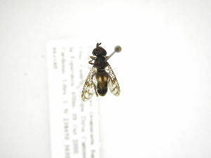  (Omegasyrphus sp - INB0003329891)  @13 [ ] Copyright (2012) M. Zumbado Instituto Nacional de Biodiversidad