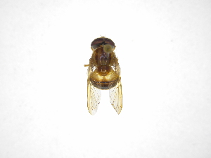  ( - INB0003330553)  @11 [ ] Copyright (2012) M. Zumbado Instituto Nacional de Biodiversidad