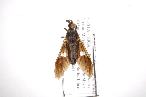  (Hemichrysops fascipennis - INB0003333380)  @13 [ ] Copyright (2012) M. Zumbado Instituto Nacional de Biodiversidad