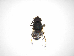  ( - INB0003339514)  @11 [ ] Copyright (2012) M. Zumbado Instituto Nacional de Biodiversidad