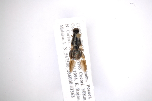  (Acanthinomyia sp - INB0003345667)  @13 [ ] Copyright (2012) M. Zumbado Instituto Nacional de Biodiversidad