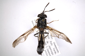  (Cyphomyia - INB0003369321)  @14 [ ] Copyright (2012) M. Zumbado Instituto Nacional de Biodiversidad