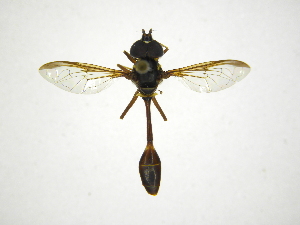  (Salpingogaster nigra - INB0003385447)  @14 [ ] Copyright (2012) M. Zumbado Instituto Nacional de Biodiversidad