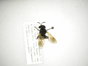  (Microdon MCR-15 - INB0003396126)  @11 [ ] Copyright (2012) M. Zumbado Instituto Nacional de Biodiversidad