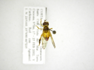  (Microdon MCR-3(Rhoga - INB0003441767)  @11 [ ] Copyright (2012) M. Zumbado Instituto Nacional de Biodiversidad