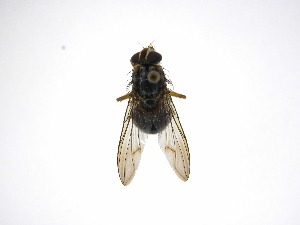  ( - INB0003501904)  @11 [ ] Copyright (2012) J. Vargas Instituto Nacional de Biodiversidad
