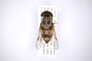  (Leucotabanus canithorax - INB0003720765)  @14 [ ] Copyright (2012) M. Zumbado Instituto Nacional de Biodiversidad