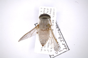  (Leucotabanus cornelianus - INB0003733279)  @11 [ ] Copyright (2012) M. Zumbado Instituto Nacional de Biodiversidad