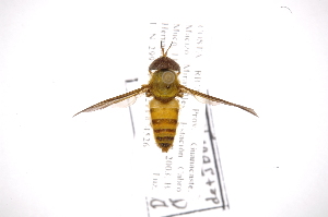  (Dichelacera marginata - INB0003737849)  @14 [ ] Copyright (2012) M. Zumbado Instituto Nacional de Biodiversidad