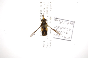  (Chrysops auroguttatus - INB0003845098)  @13 [ ] Copyright (2012) M. Zumbado Instituto Nacional de Biodiversidad