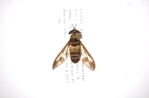  (Dichelacera fasciata - INB0003862655)  @13 [ ] Copyright (2012) M. Zumbado Instituto Nacional de Biodiversidad