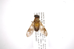  ( - INB0003951683)  @13 [ ] Copyright (2012) M. Zumbado Instituto Nacional de Biodiversidad