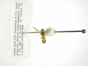  (Nuntianus hyalipennis - INB0003960819)  @11 [ ] Copyright (2012) M. Zumbado Instituto Nacional de Biodiversidad