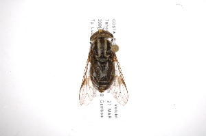  ( - INB0004005568)  @13 [ ] Copyright (2012) M. Zumbado Instituto Nacional de Biodiversidad